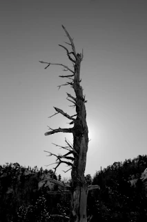 A stark black and white photograph of a lone tree silhouetted against a pale sky