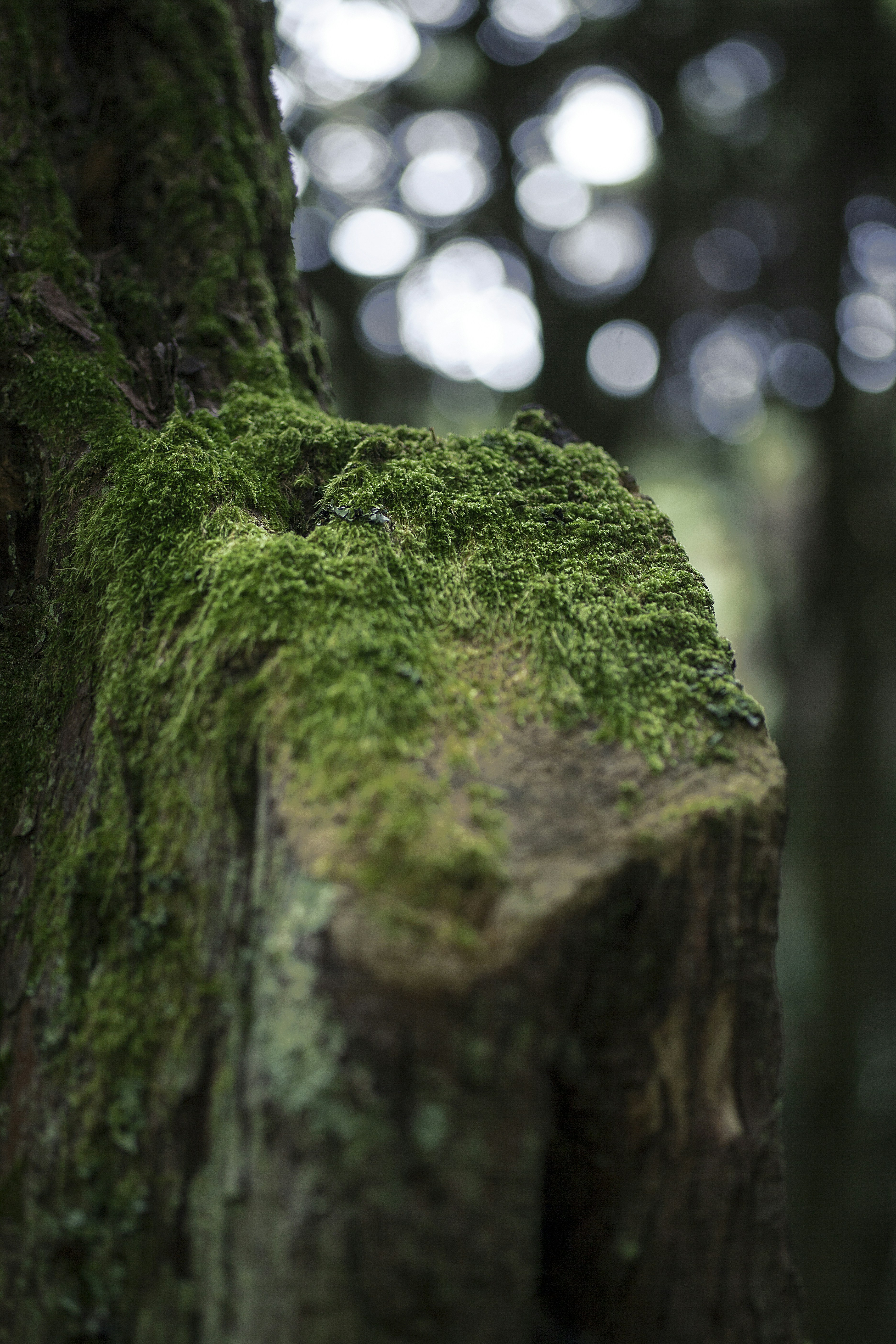 Free Unsplash photo from Manuel  Inglez