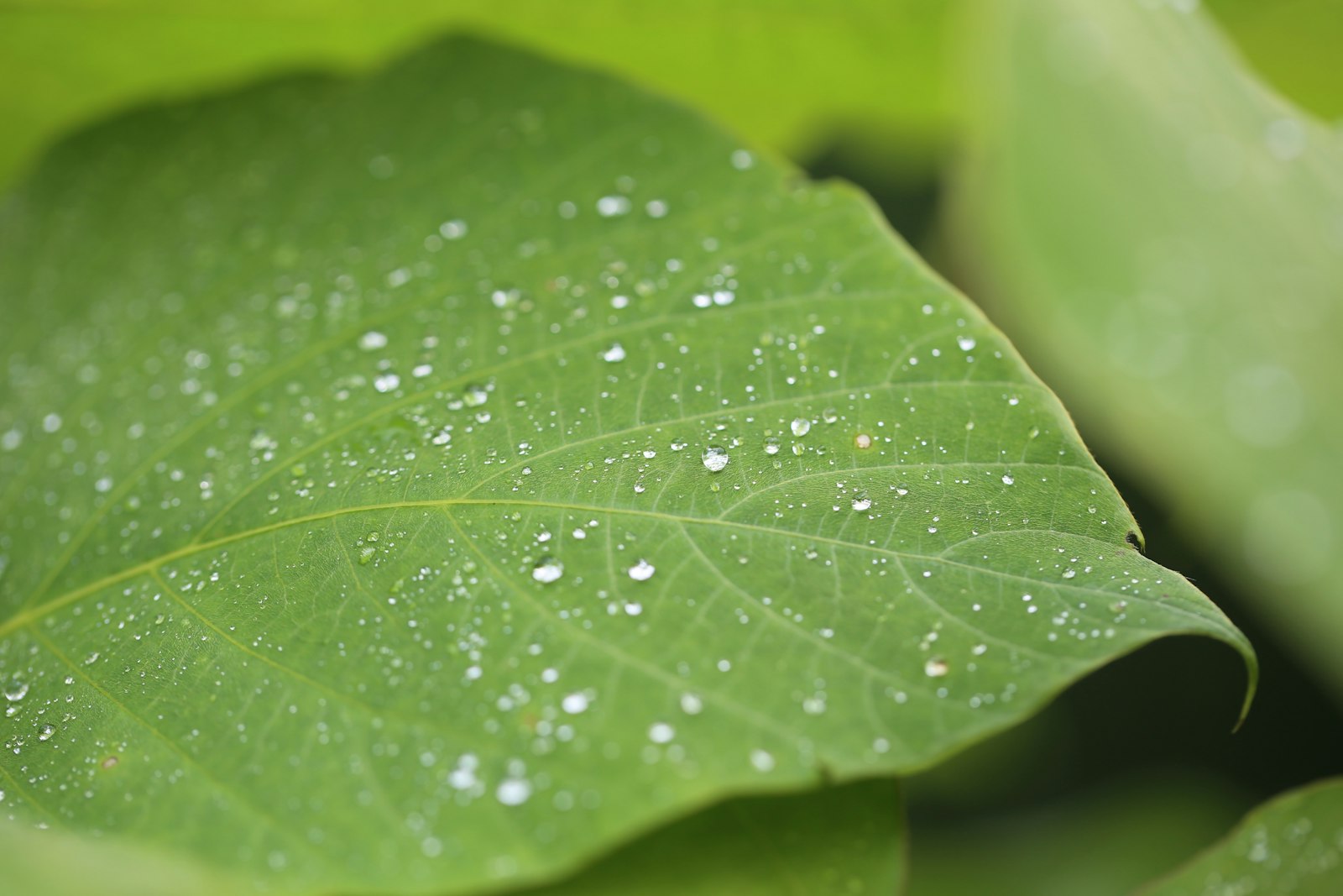 Canon EOS 5D Mark III + Canon EF 100mm F2.8L Macro IS USM sample photo. Dew on green leaf photography