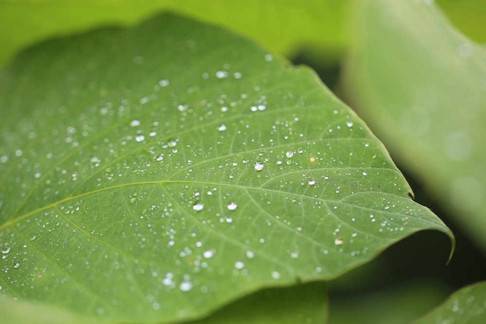 dew on green leaf at daytime
