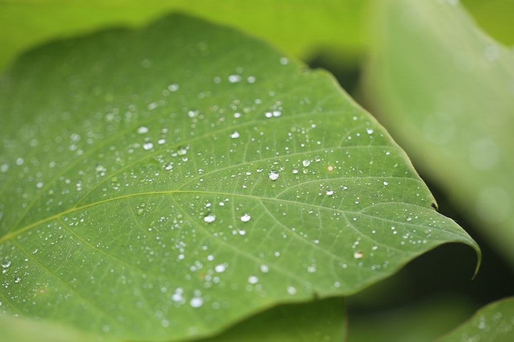 rugiada sulla foglia verde durante il giorno