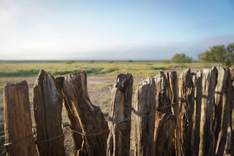 A rustic wooden fence with grazing cattle under a clear blue sky on a sunny day at a&a frontier farms ltd.