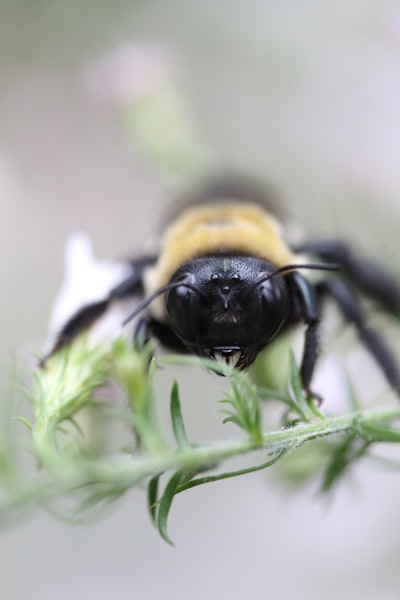 tilt shift lens photography of bee