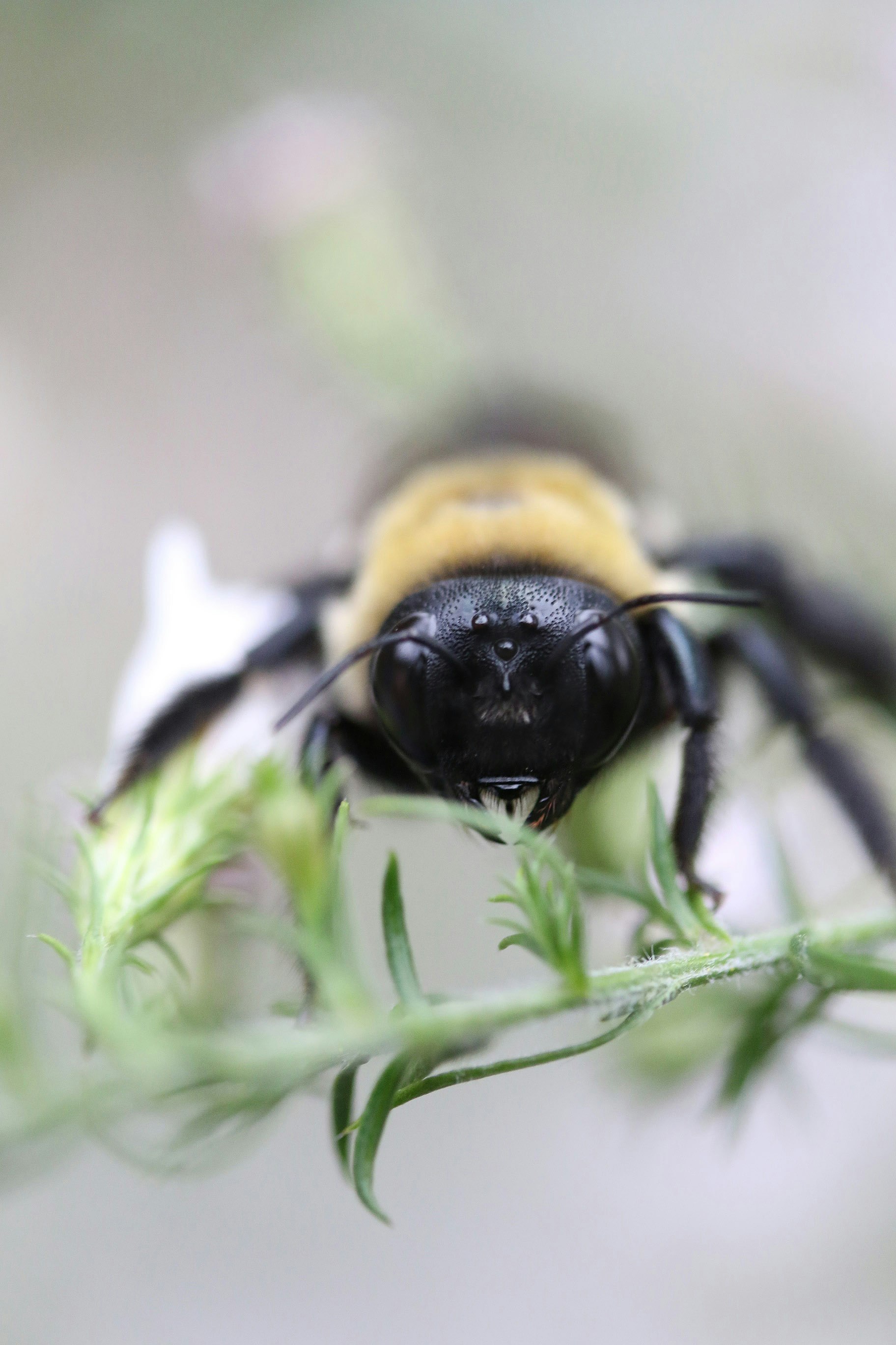 Close-up of a bee’s head