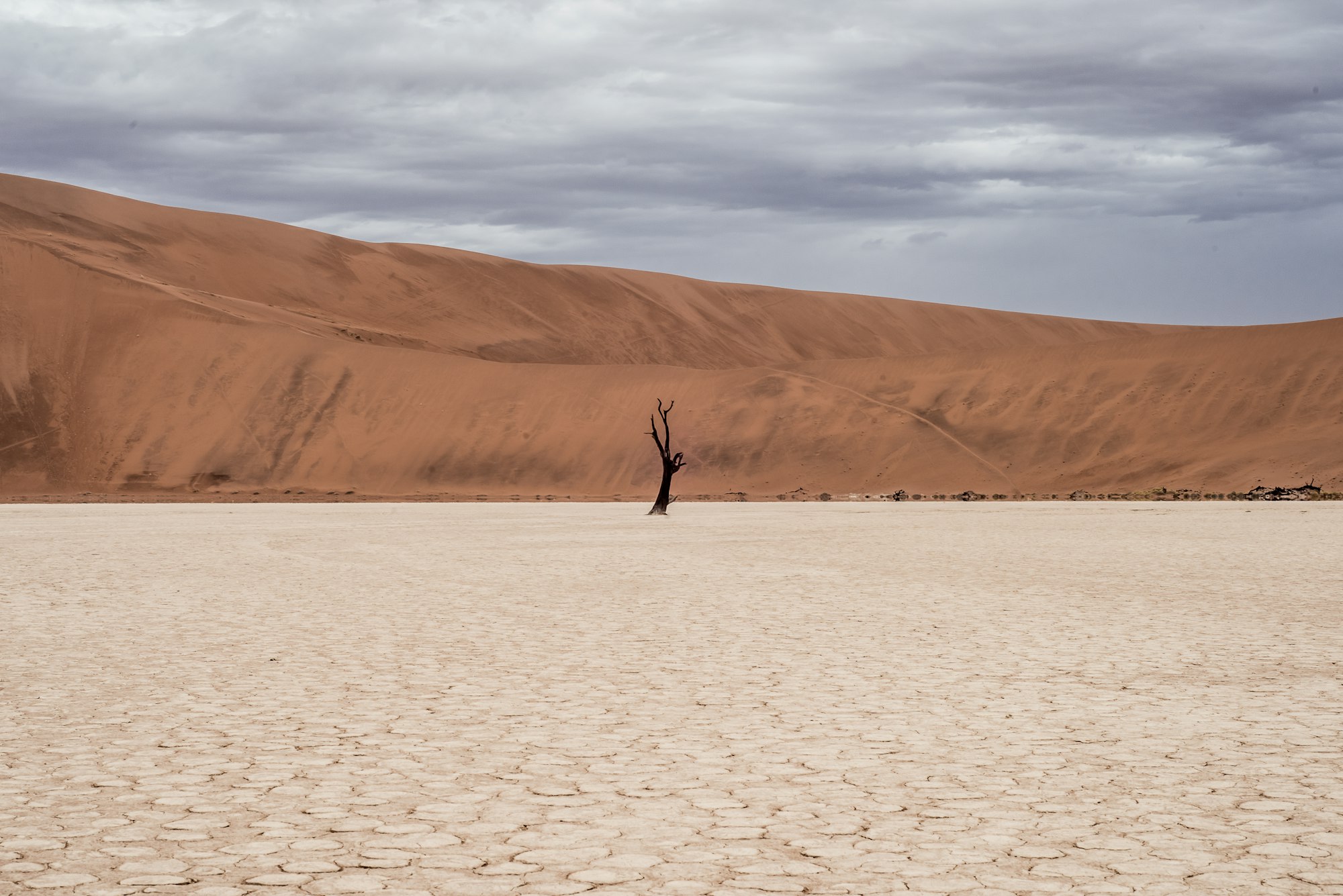 Tree in the Desert