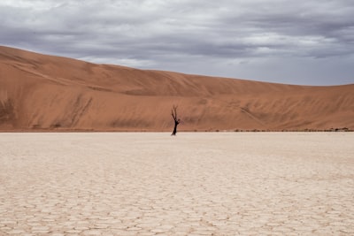 brown tree on dried ground at daytime desert google meet background