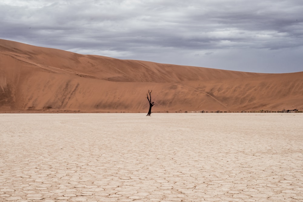 brown tree on dried ground at daytime