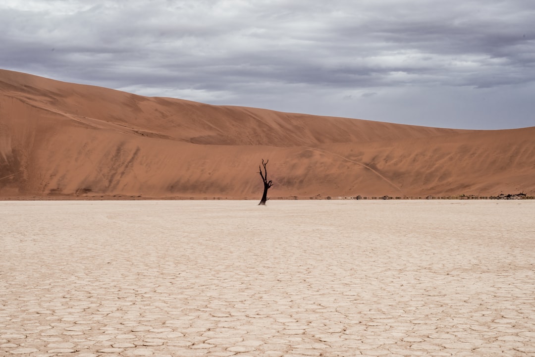 brown tree on dried ground at daytime, Tree in the Desert
