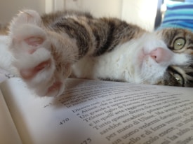 A cat reaches its paw towards the camera while lying on an open book. Its eyes are wide open, and the focus is on the soft, pink pads of its paw. The text on the book is written in Italian.