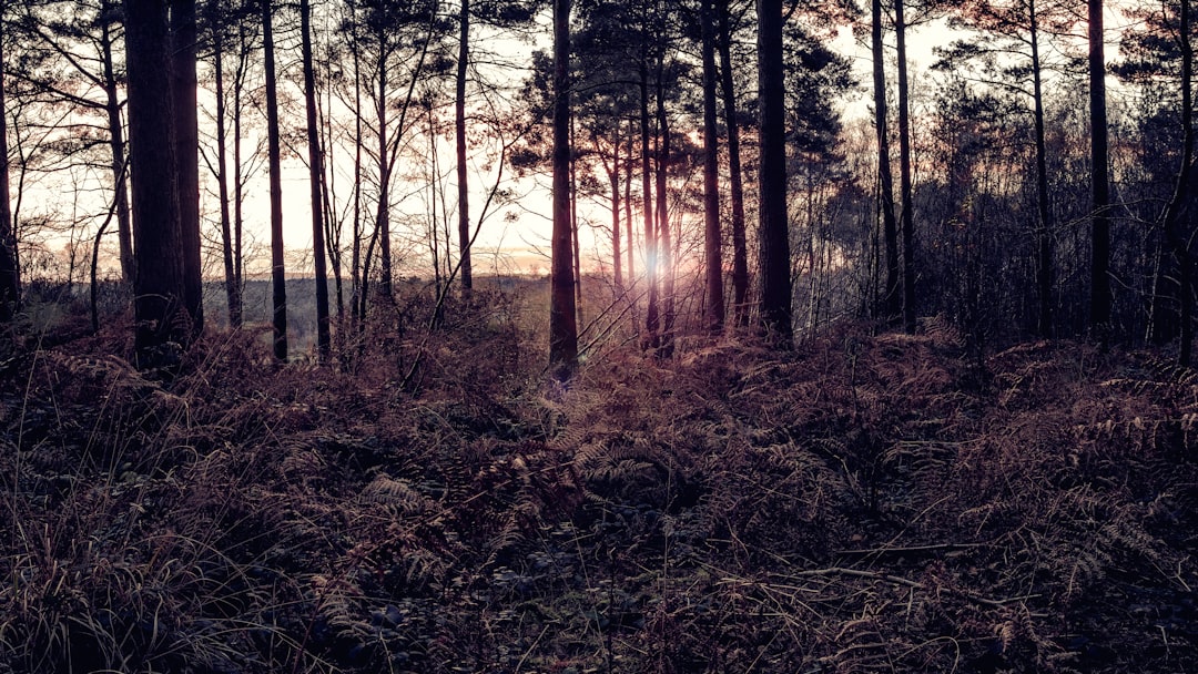 Forest photo spot Groombridge Hill Richmond