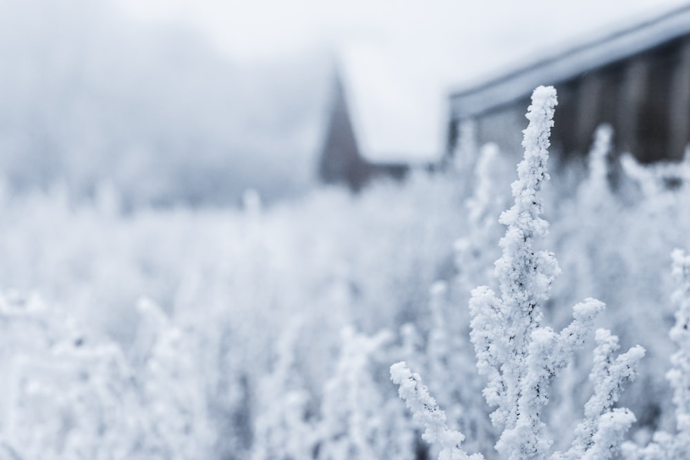 fleurs blanches sur le champ