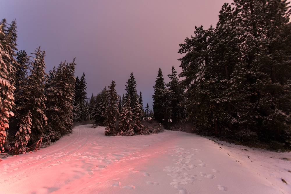 green pine trees