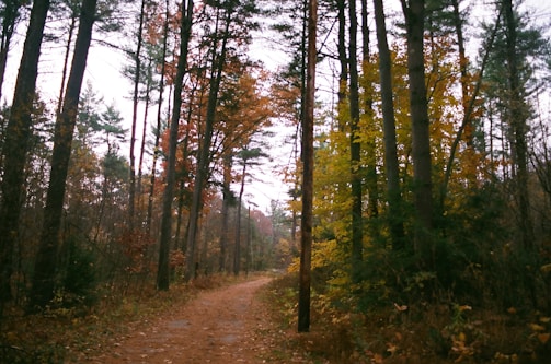 A winding forest trail blanketed with autumn leaves, inviting a peaceful walk.