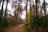 A serene trail winding through dense forest in Hickory Run State Park during autumn.