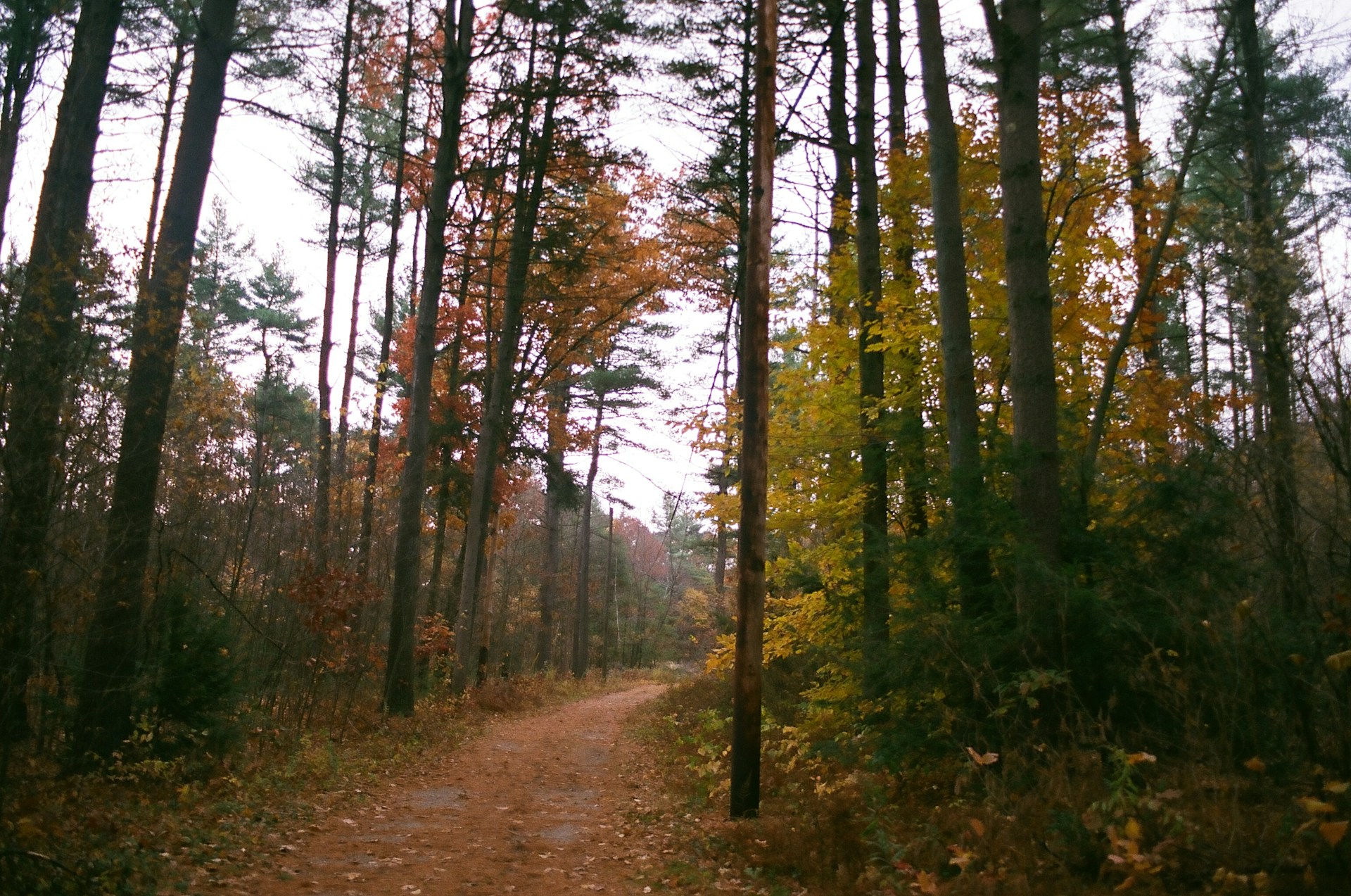 A peaceful forest trail lined with towering trees and scattered autumn leaves, inviting a quiet walk.