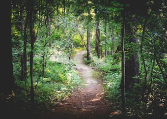 thin pathway between green trees