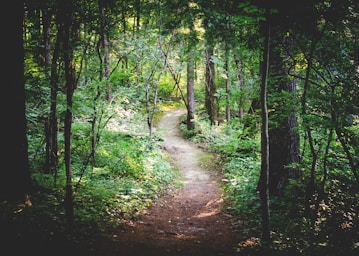 thin pathway between green trees