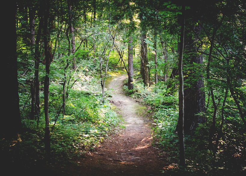 thin pathway between green trees
