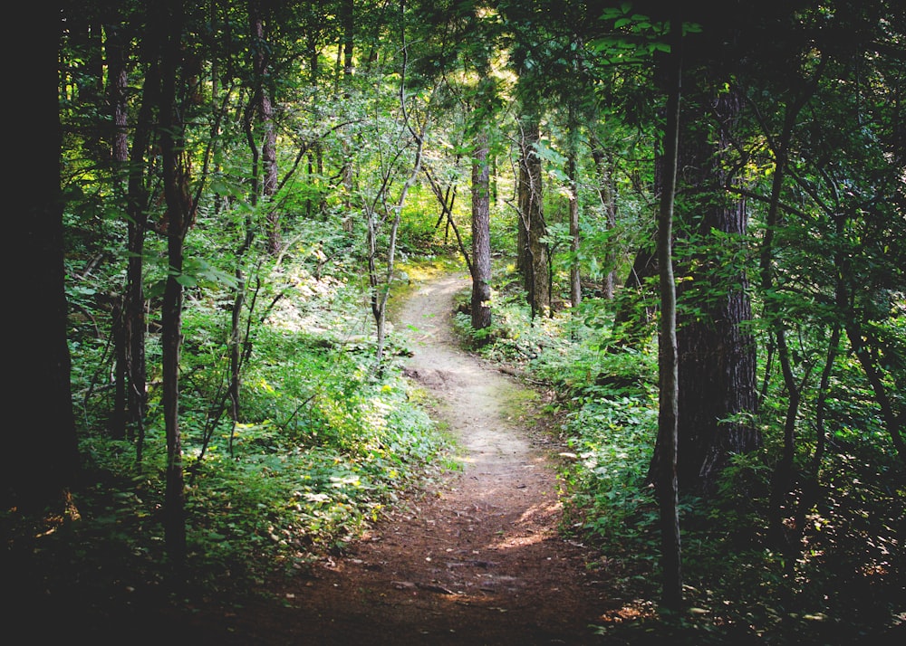 Chemin mince entre les arbres verts