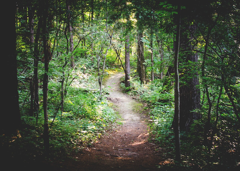 sentiero sottile tra alberi verdi