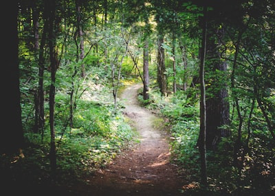 thin pathway between green trees meandering teams background