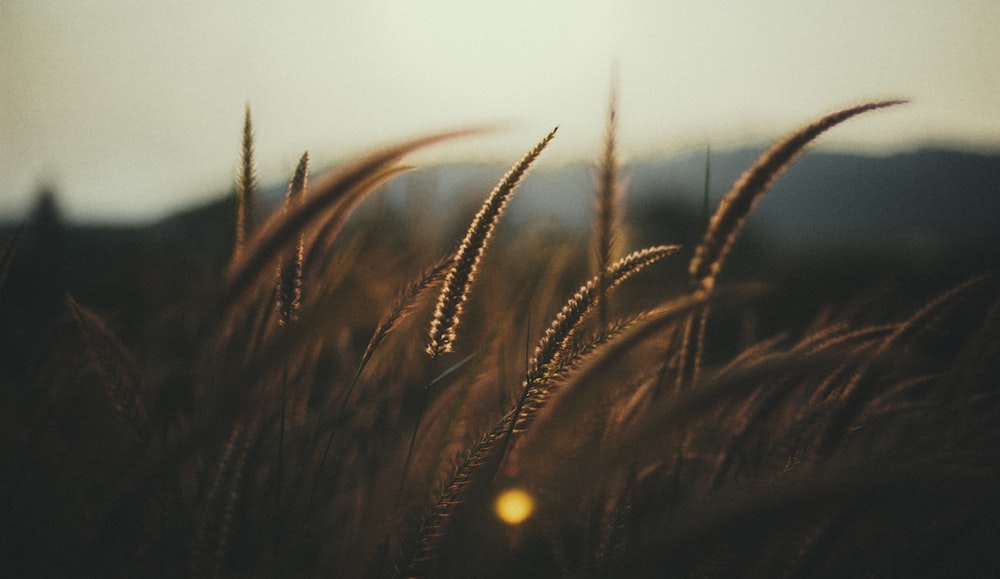 brown grasses