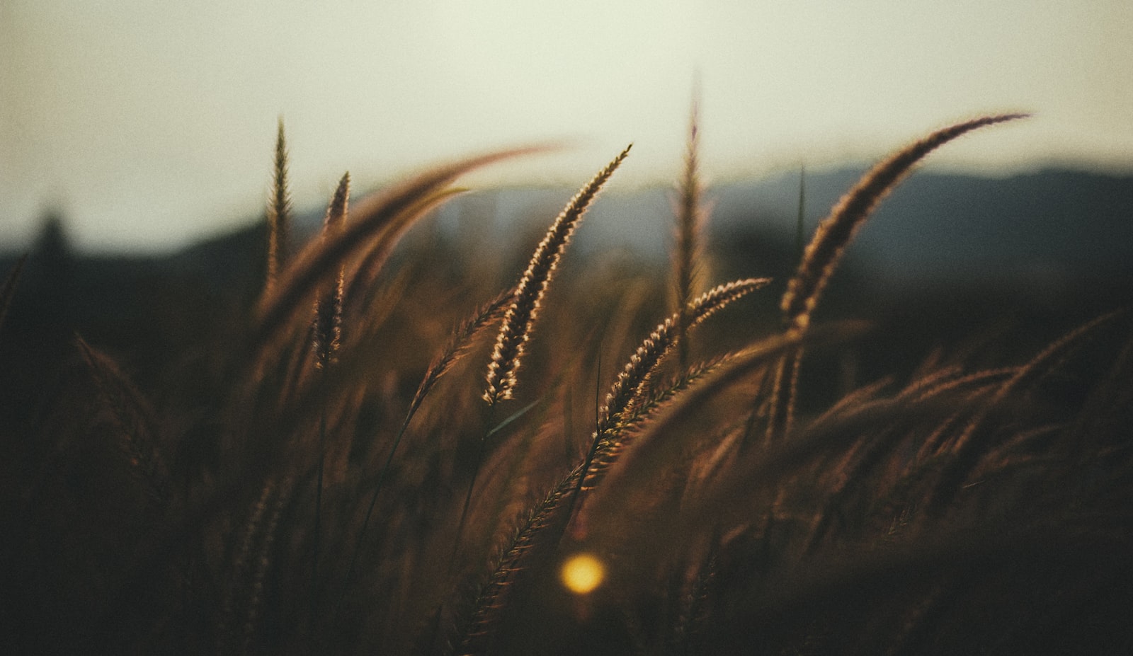 Nikon AF Nikkor 50mm F1.4D sample photo. Brown grasses photography