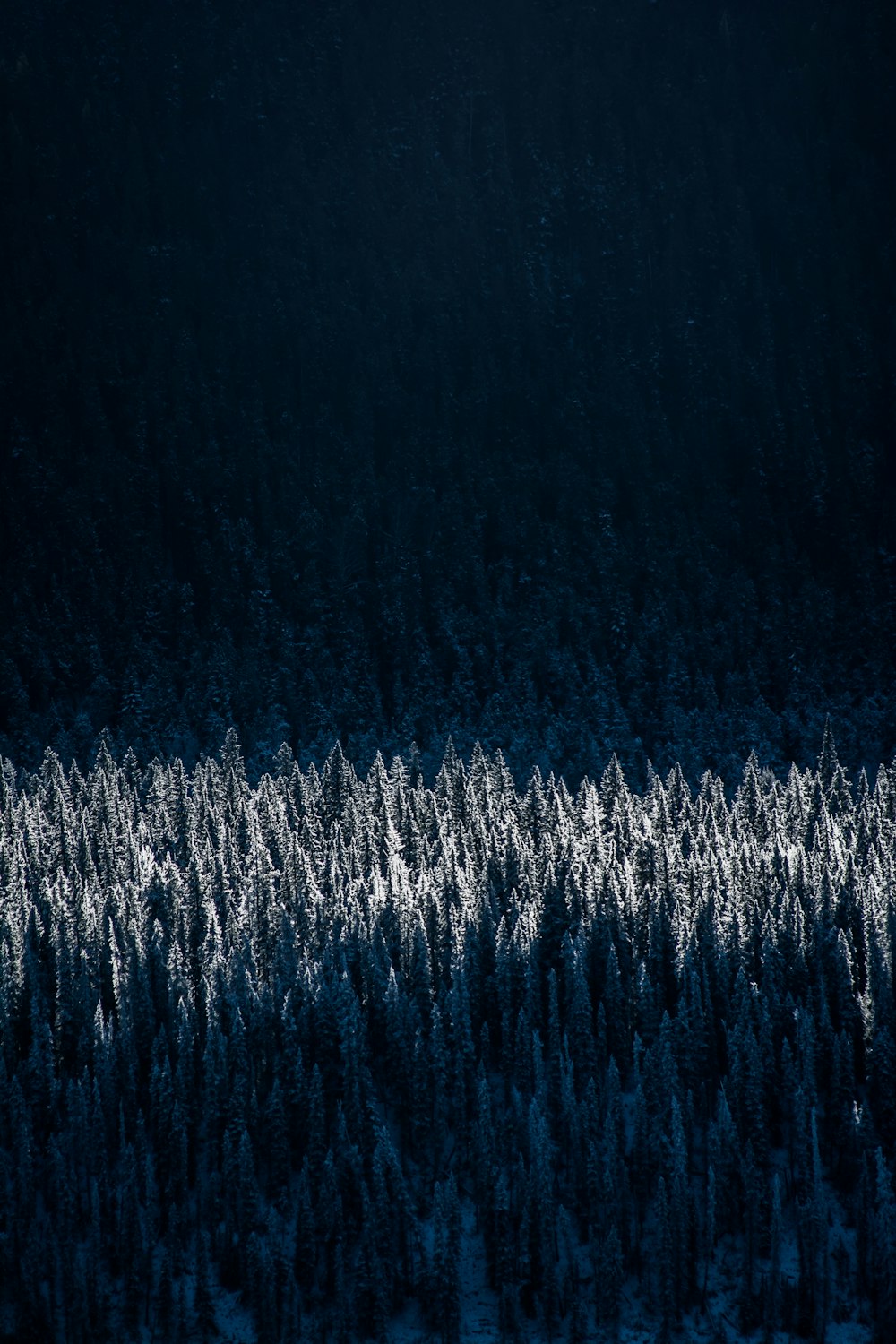 Fotografía aérea de árboles nevados