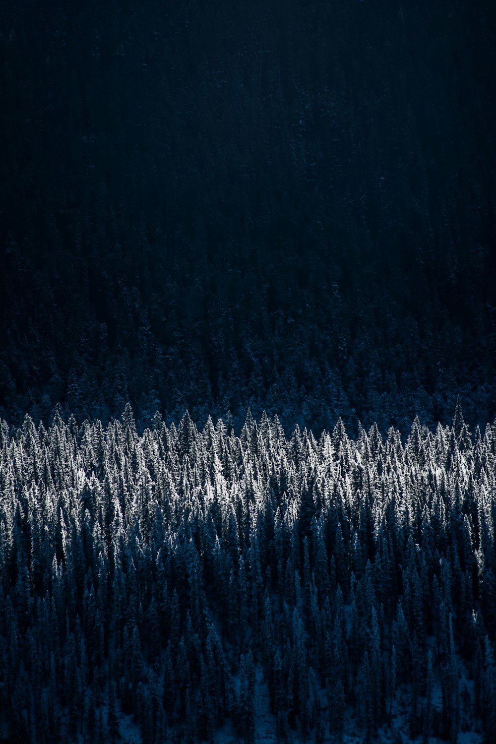 Luftaufnahmen von schneebedeckten Bäumen