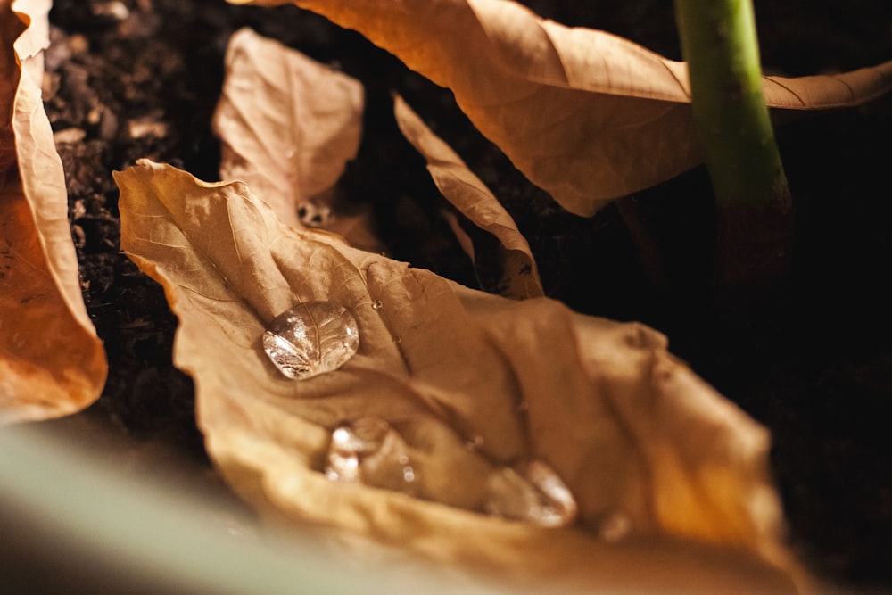 dew drops on brown leaf in selective focus photography