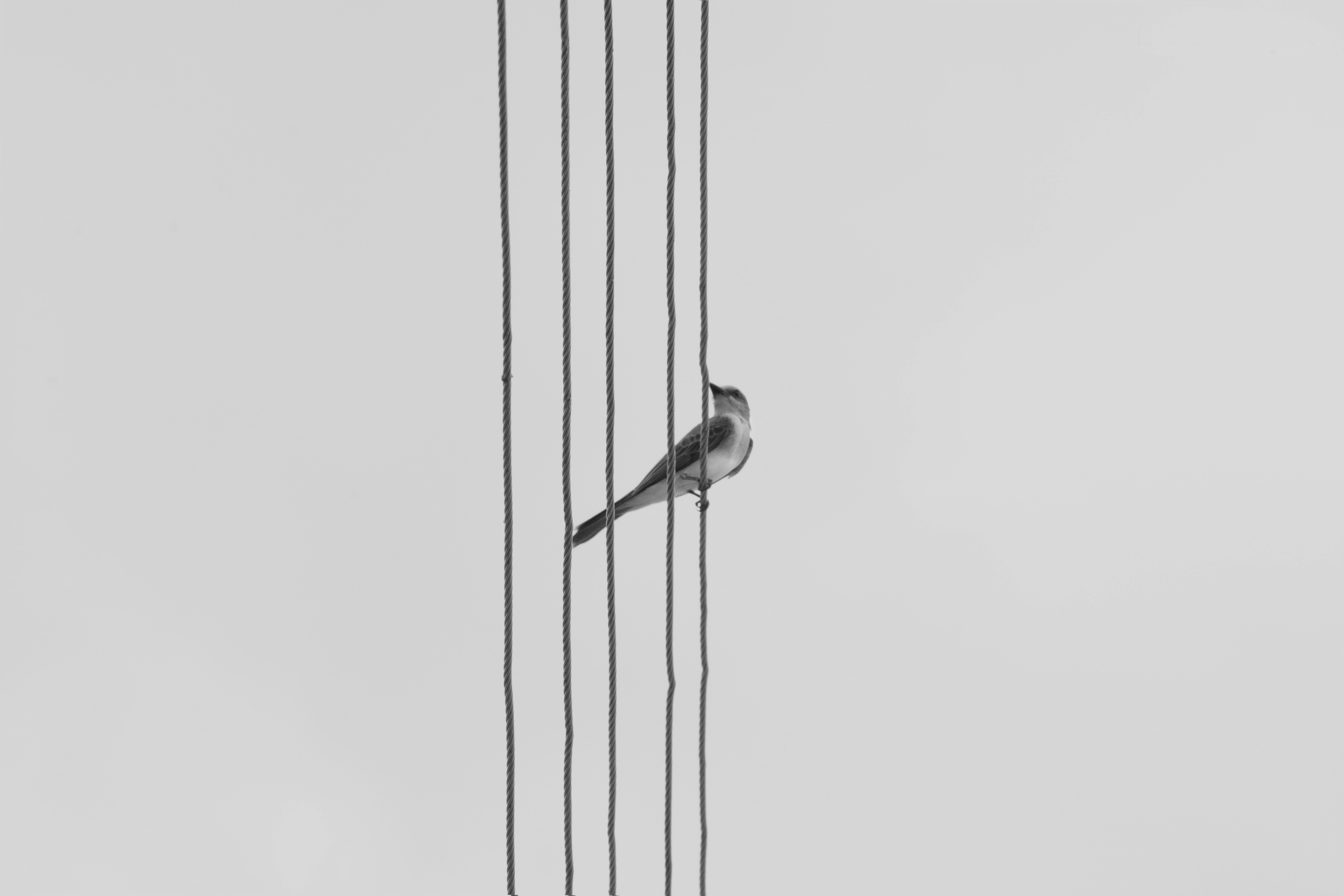 Free Unsplash photo from Ronin Campos