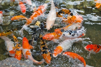 Brightly colored koi fish swim together in clear water, showcasing vibrant hues of orange, white, and black. Their scales reflect the sunlight, creating shimmering patterns beneath the surface.