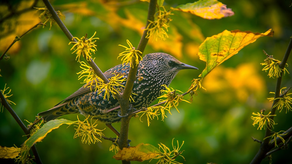 gray bird on tree branch