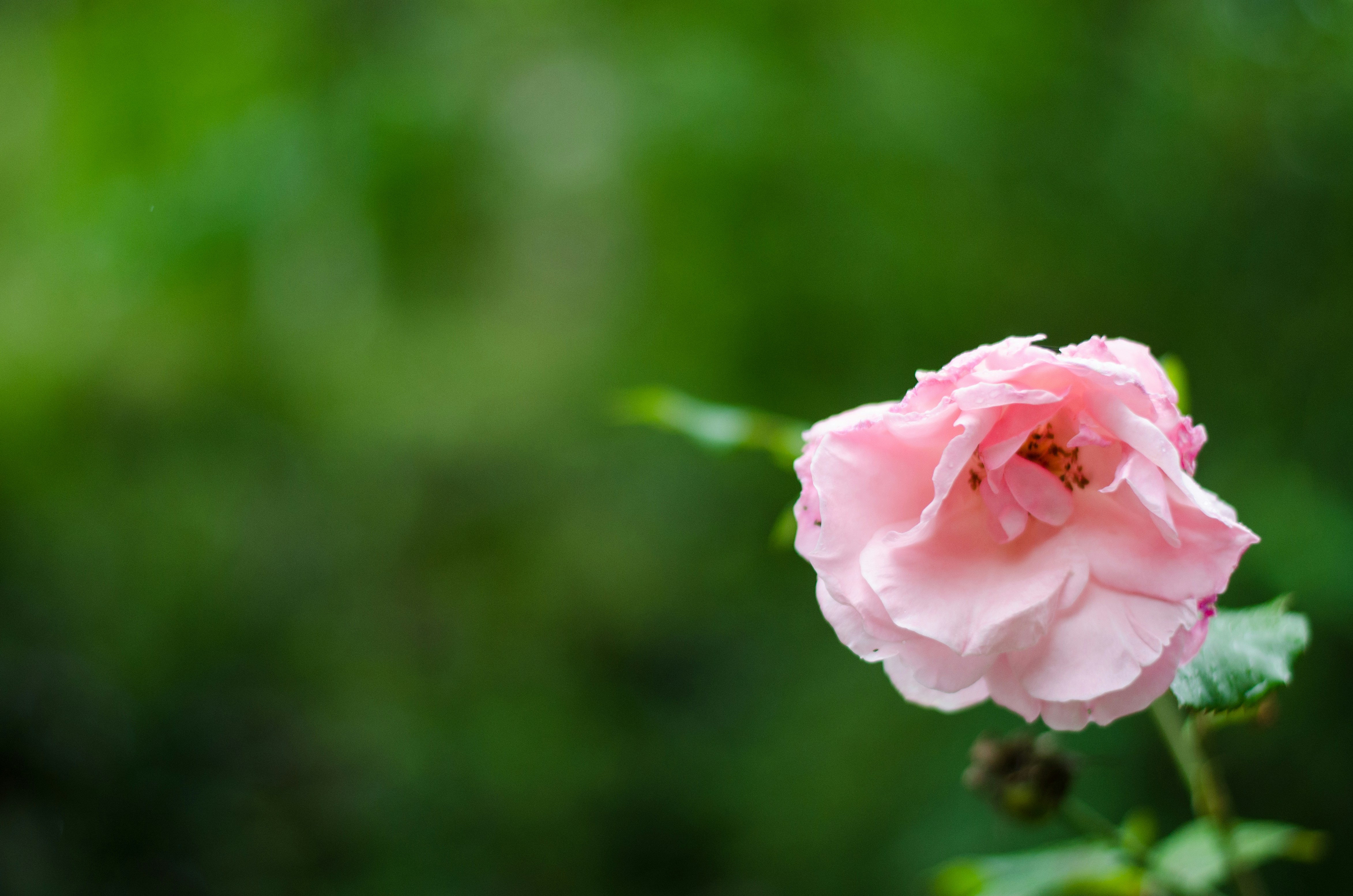 Free Unsplash photo from Sebastian Molinares