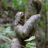 primate climbing tree