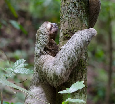 primate climbing tree