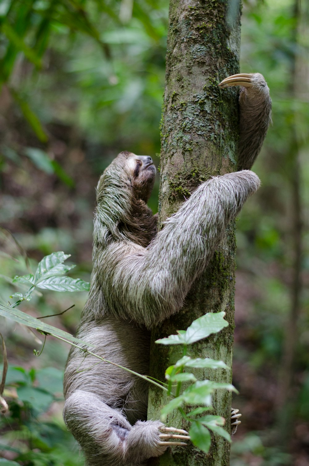 primate climbing tree