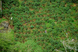 Community members smiling together during a coffee harvest.