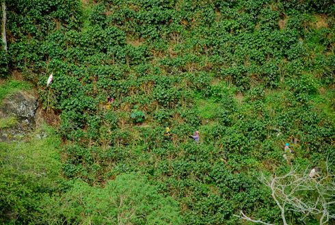 A panoramic view of lush coffee plantations in Risaralda with farmers carefully tending the crops under a warm sunrise.