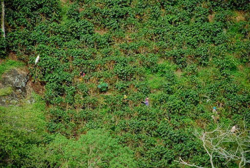A vibrant Colombian coffee farm with lush green hills and coffee plants.
