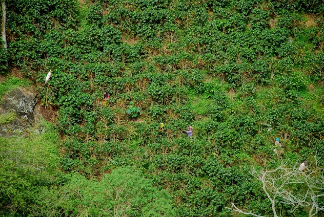 The image presents a lush, green hillside densely covered with coffee plants. Amidst the foliage, individuals can be seen harvesting the coffee cherries, suggesting agricultural activity. The scene is vibrant with a variety of green shades, and there are visible paths where the workers navigate. There is a large rock on the left side and a white sack hanging on a pole, likely used for collecting the harvested coffee.
