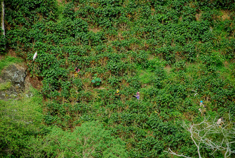 A vibrant coffee plantation at sunrise with workers harvesting ripe coffee cherries.