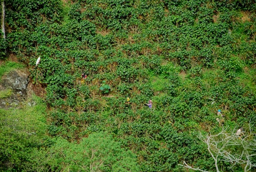 The image presents a lush, green hillside densely covered with coffee plants. Amidst the foliage, individuals can be seen harvesting the coffee cherries, suggesting agricultural activity. The scene is vibrant with a variety of green shades, and there are visible paths where the workers navigate. There is a large rock on the left side and a white sack hanging on a pole, likely used for collecting the harvested coffee.