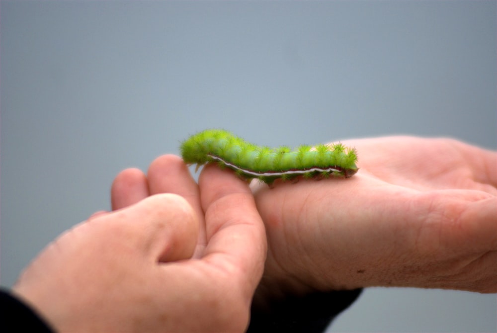 chenille verte sur les mains d’une personne