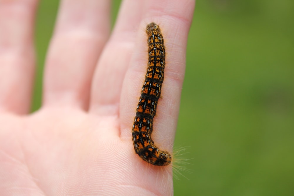 Oruga negra y naranja en la mano de la persona