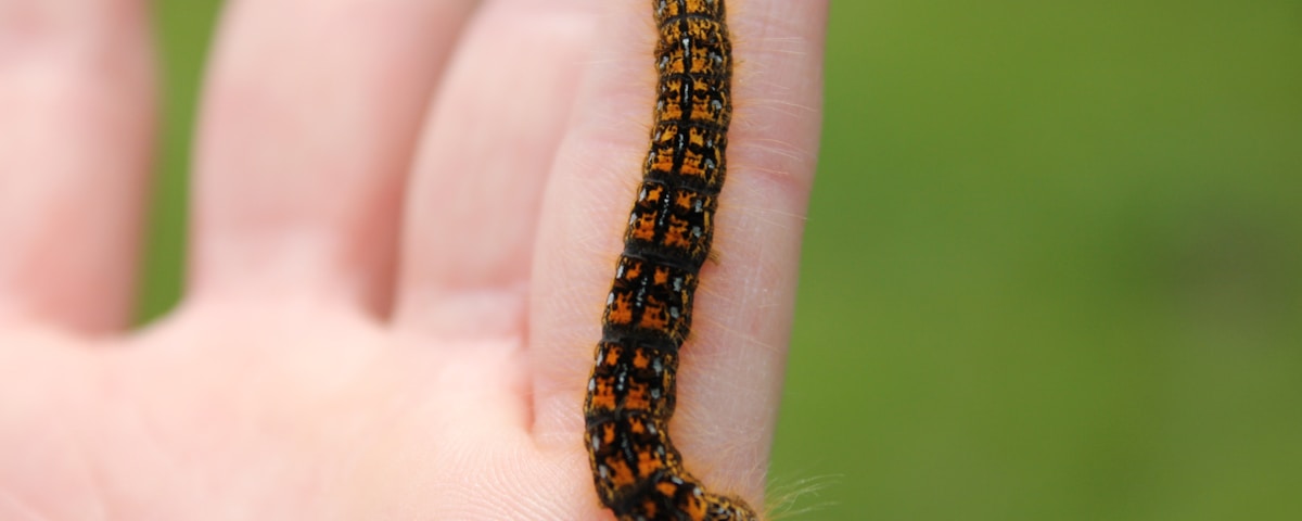 black and orange caterpillar on person's hand