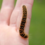 black and orange caterpillar on person's hand