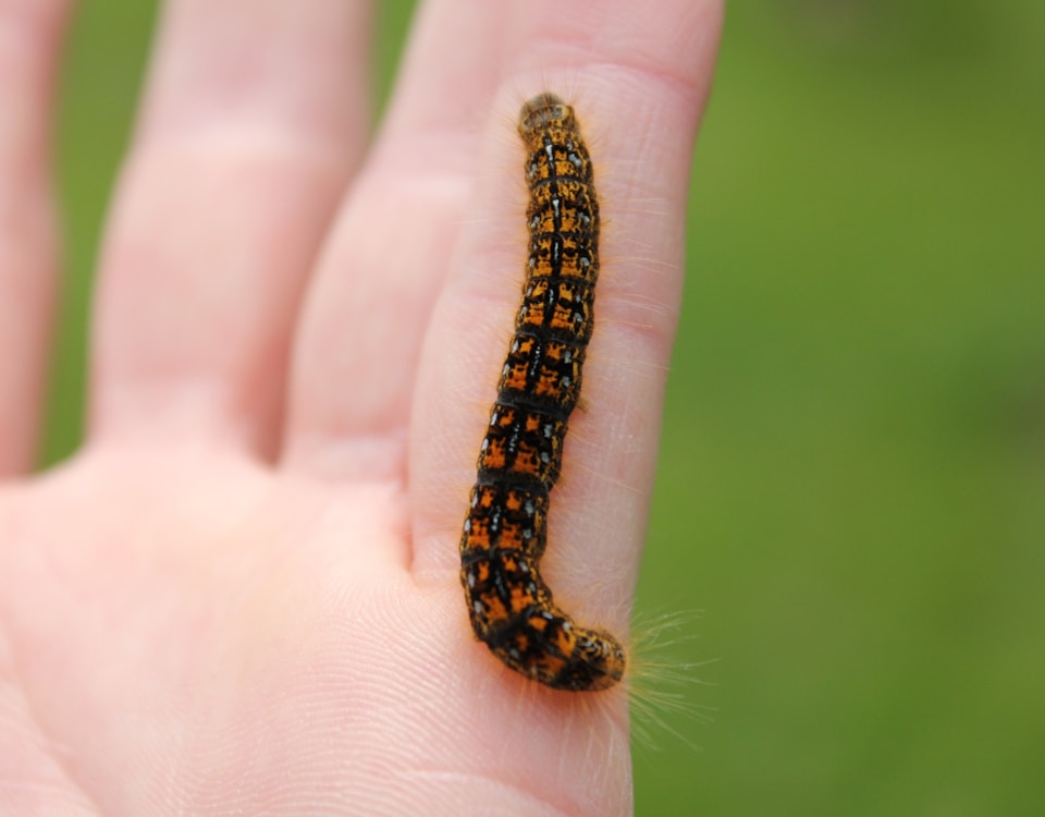 black and orange caterpillar on person's hand