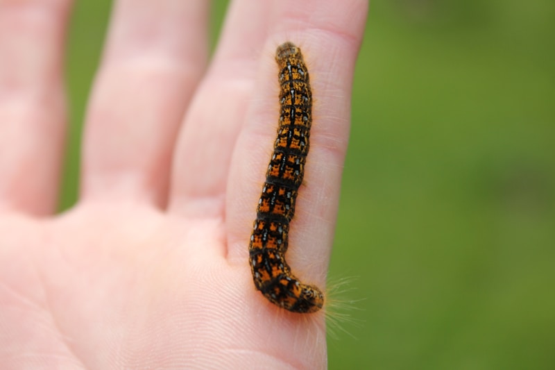 Caterpillar