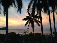 A dreamy sunset over the Andaman Islands with palm trees silhouetted against the glowing sky.